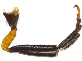   Sirex nitidus  male hind leg; photo by H. Goulet, CNC 
